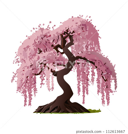 cherry tree in full bloom 112613667