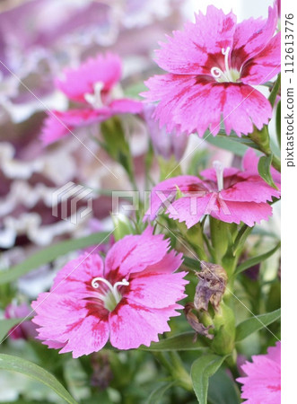 Pink Sekichiku Pink Sekichiku 112613776