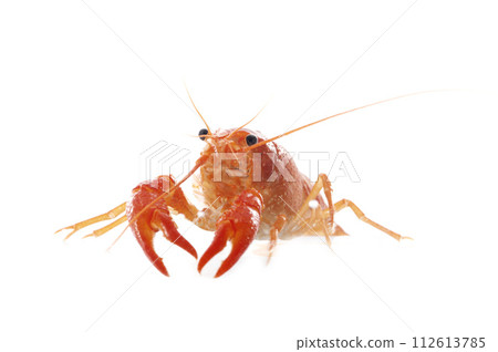 red crayfish 112613785