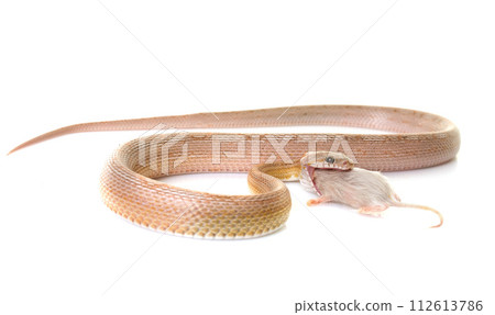 corn snake eating mouse 112613786