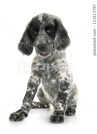 puppy english setter puppy english setter 112613787