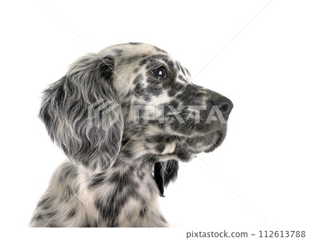 puppy english setter puppy english setter 112613788