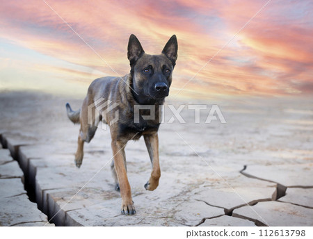 belgian shepherd in nature belgian shepherd in nature 112613798