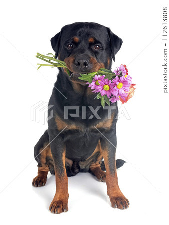 rottweiler in studio 112613808