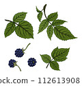 Blackberry and Leaves 112613908