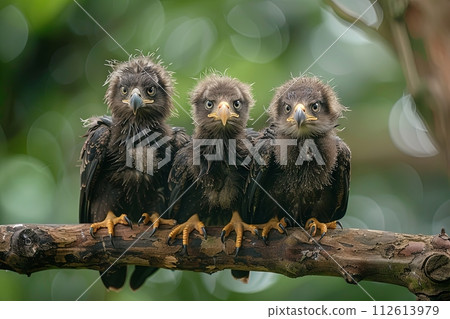 Eagle Baby group of animals hanging out on a branch, cute, smiling, adorable 112613979