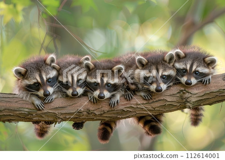 Raccoon Baby group of animals hanging out on a branch, cute, smiling, adorable 112614001