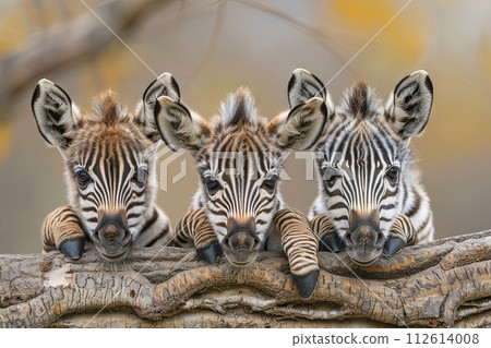 Zebra Baby group of animals hanging out on a branch, cute, smiling, adorable 112614008