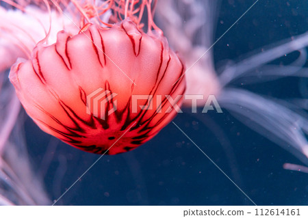red jellyfish swimming in the aquarium red jellyfish swimming in the aquarium 112614161