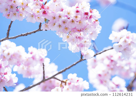 Cherry blossoms in blue sky back 112614231