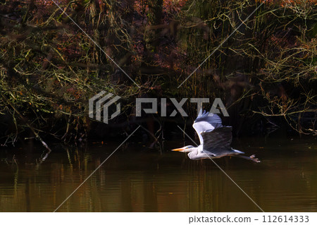 Beautiful juvenile Mute Swan. Cygnus olor  112614333