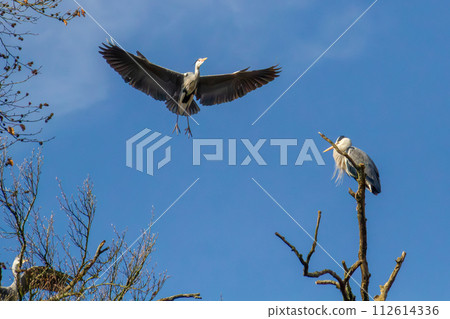 Beautiful juvenile Mute Swan. Cygnus olor  112614336