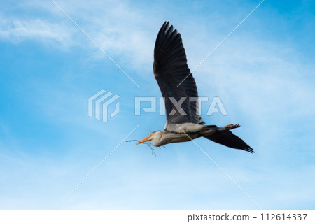 Beautiful juvenile Mute Swan. Cygnus olor  112614337