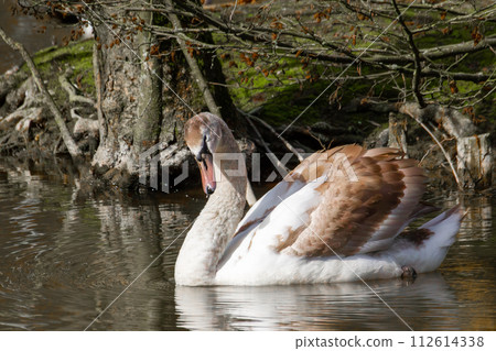 Beautiful juvenile Mute Swan. Cygnus olor  112614338