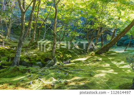 Beautiful Japanese garden landscape with moss Beautiful Japanese garden landscape with moss 112614497