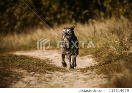Old Mixed Breed Dog Dog Walk Along Path In Summer Season. Mixed Breed Dog In Summer Sunset Sunrise Meadow. Dog Fidelity Concept Old Mixed Breed Dog Dog Walk Along Path In Summer Season. Mixed Breed Dog In Summer Sunset Sunrise Meadow. Dog Fidelity Concept 112614629