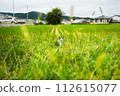 Stray cat looking over here 112615077