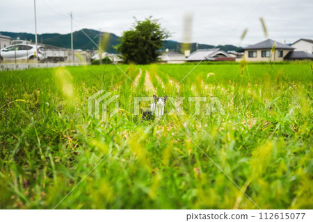 Stray cat looking over here Stray cat looking over here 112615077