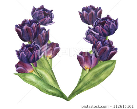 Watercolor Purple Tulip. Spring Bouquet of Violet Flowers illustration isolated on white background. Floral clip art for your design. Drawing for logo, stickers, invitation, print, scrapbooking, card 112615101