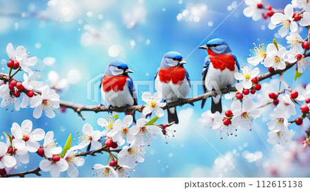 A pair of birds with red and blue feathers sit on a branch with spring charry flowers A pair of birds with red and blue feathers sit on a branch with spring charry flowers 112615138