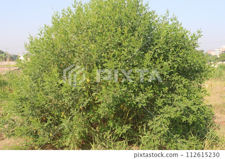 cajanus cajan food plant on farm 112615230