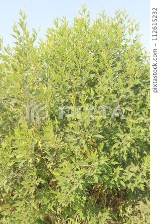 cajanus cajan food plant on farm cajanus cajan food plant on farm 112615232