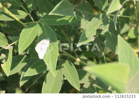 cajanus cajan food plant on farm cajanus cajan food plant on farm 112615233