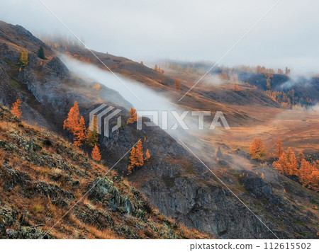 Autumn steep slope and golden forest in dense fog. 112615502