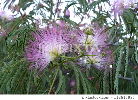 Close-up of a delicate pink flower in full bloom on a tree branch Close-up of a delicate pink flower in full bloom on a tree branch 112615955