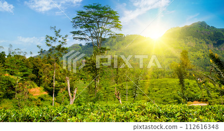 Tea plantation on the slopes of the mountains and sunrise. Wide photo. Sri Lanka 112616348
