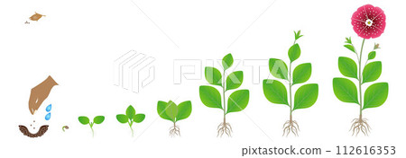 Cycle of growth of petunia plant isolated on a white background. Cycle of growth of petunia plant isolated on a white background. 112616353