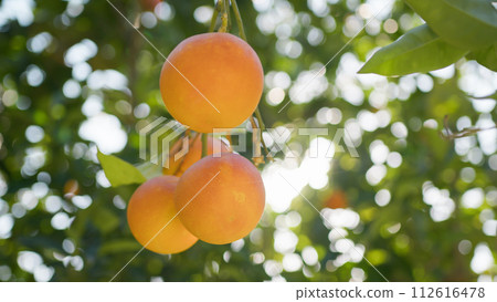 Tangerines Soft Kissed By Spring Sunlight Tangerines Soft Kissed By Spring Sunlight 112616478