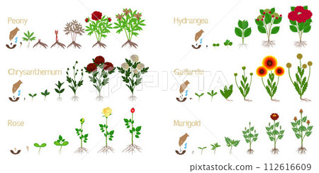 Set of flower growth cycles on a white background. 112616609