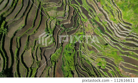 Batad Rice Terraces in Philippines 112616611