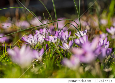 Flowering crocus spring flowers Flowering crocus spring flowers 112616643