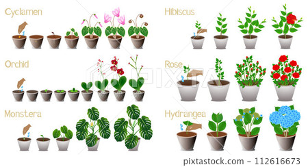 Set of growth cycles of indoor plants on a white background. 112616673