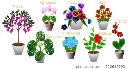 Set of indoor plants on a white background. 112616693