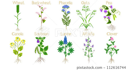 Green manure plants with flowers and roots on a white background. 112616744