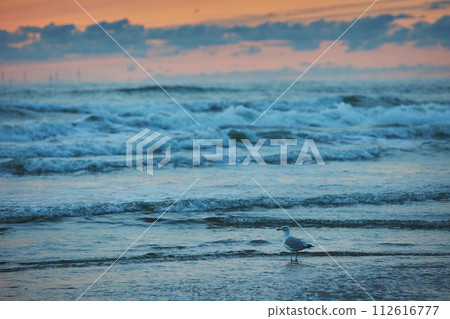 A seagull at sunset over the sea in the Netherlands 112616777