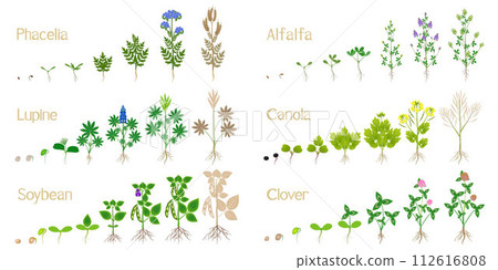 Growth cycles of green manure plants on a white. 112616808