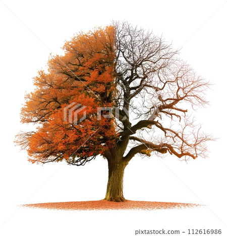 AI-generated content. Large tree with yellow leaves isolated on a white or transparent background. Half tree with yellow leaves, half tree without leaves, winter or autumn. The concept of changing 112616986
