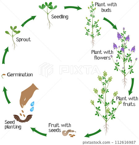 A growth cycle of alfalfa plant on a white background. 112616987