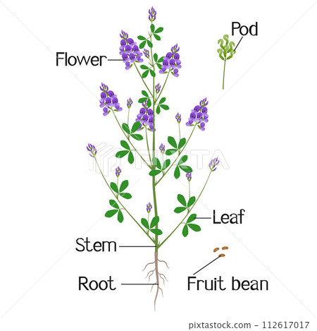 Parts of alfalfa plant on a white background. Parts of alfalfa plant on a white background. 112617017