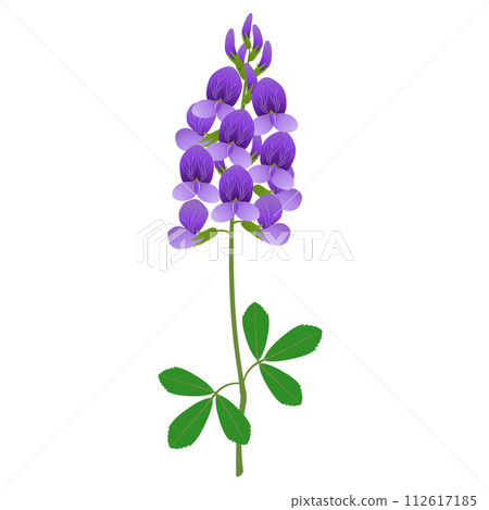 Branch with alfalfa flowers and leaves on a white background. Branch with alfalfa flowers and leaves on a white background. 112617185