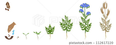 Cycle of growth of a phacelia plant plant isolated on a white background. 112617220