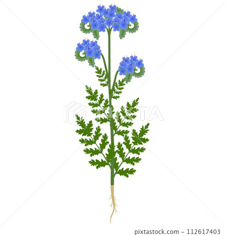 Phacelia plant with flowers and roots on a white background. 112617403