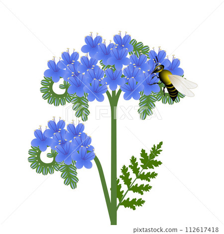 Phacelia flowers with a bee on a white background. 112617418