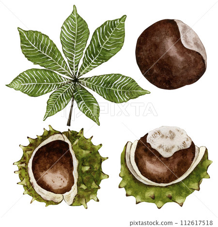 Leaf and ripe chestnut fruit. Watercolor illustration. High quality illustration Leaf and ripe chestnut fruit. Watercolor illustration. High quality illustration 112617518