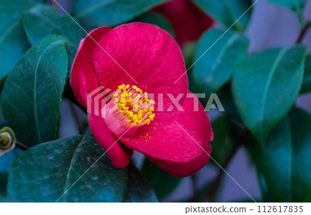 A flower with scarlet petals and bright-colored stamens A flower with scarlet petals and bright-colored stamens 112617835