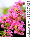 八月白天，粉紅色的花朵盛開（垂直） 112617924